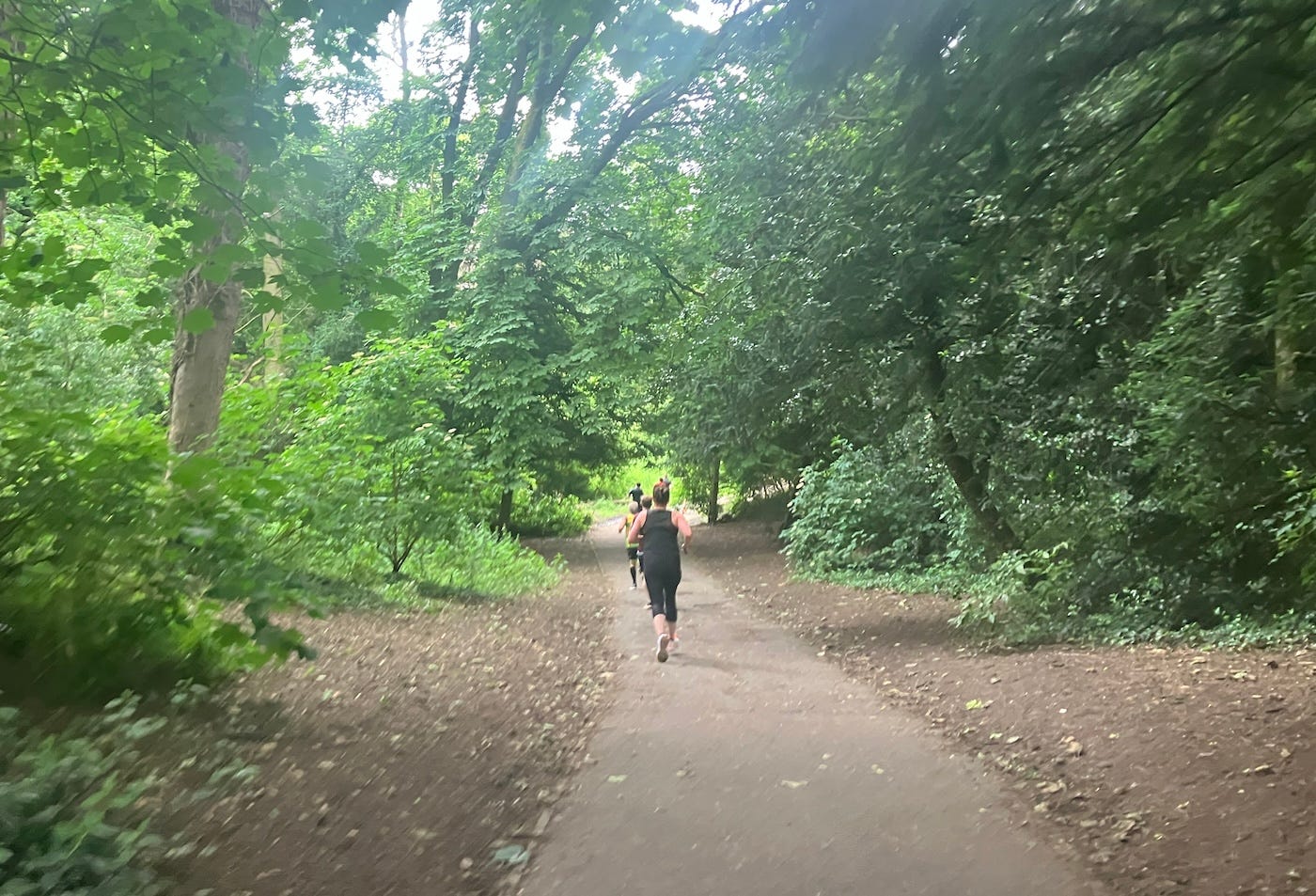 A narrow path through light and dark green bushes and trees