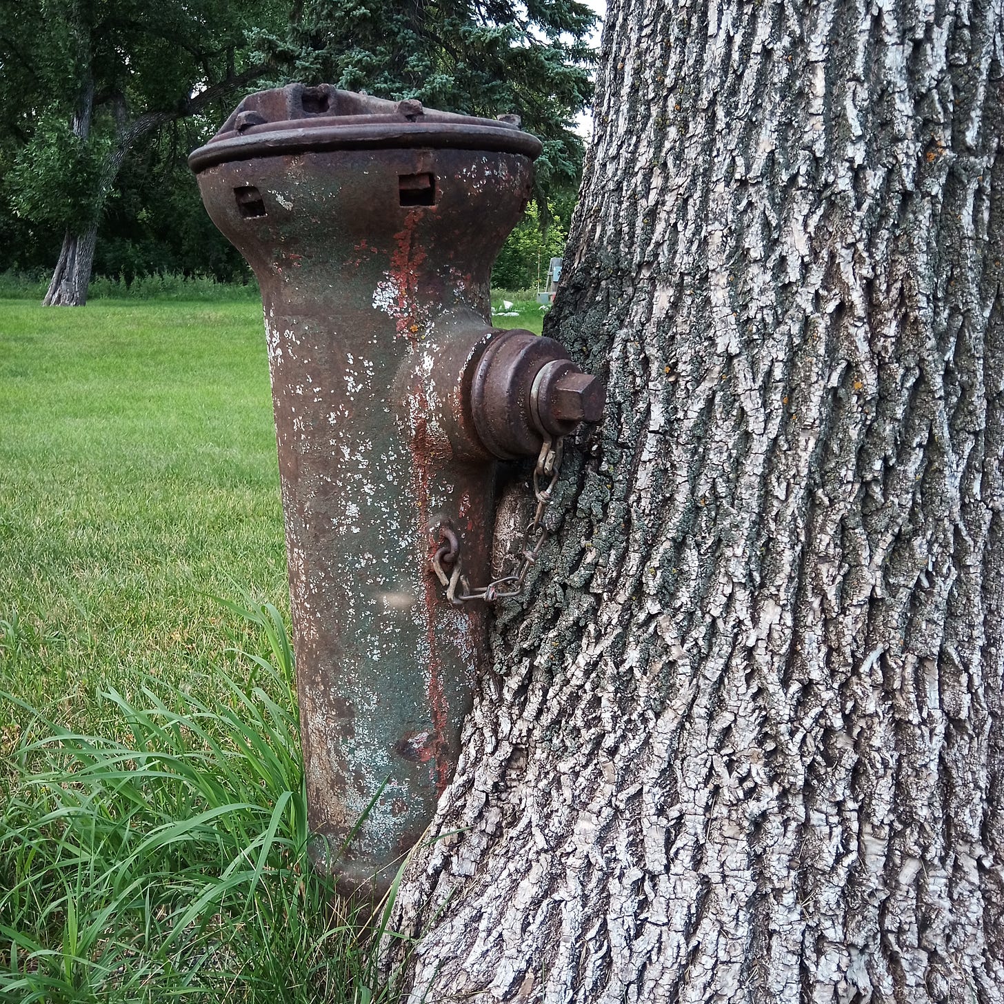 A fire hydrant embedded in a tree