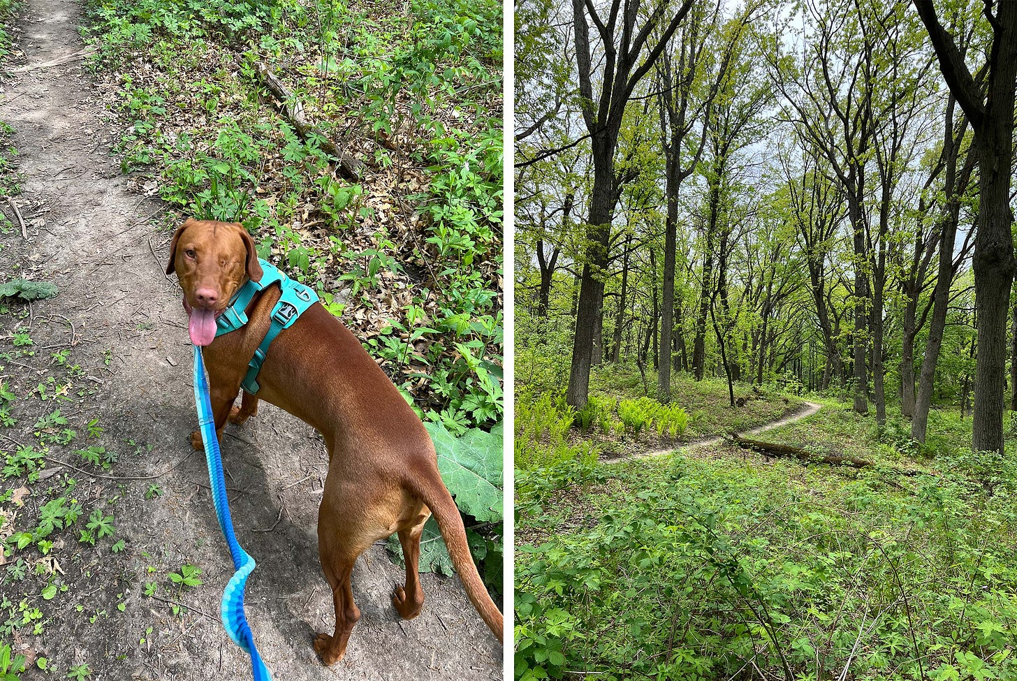 One-eyed vizsla, Leif, in an enchanted forest.