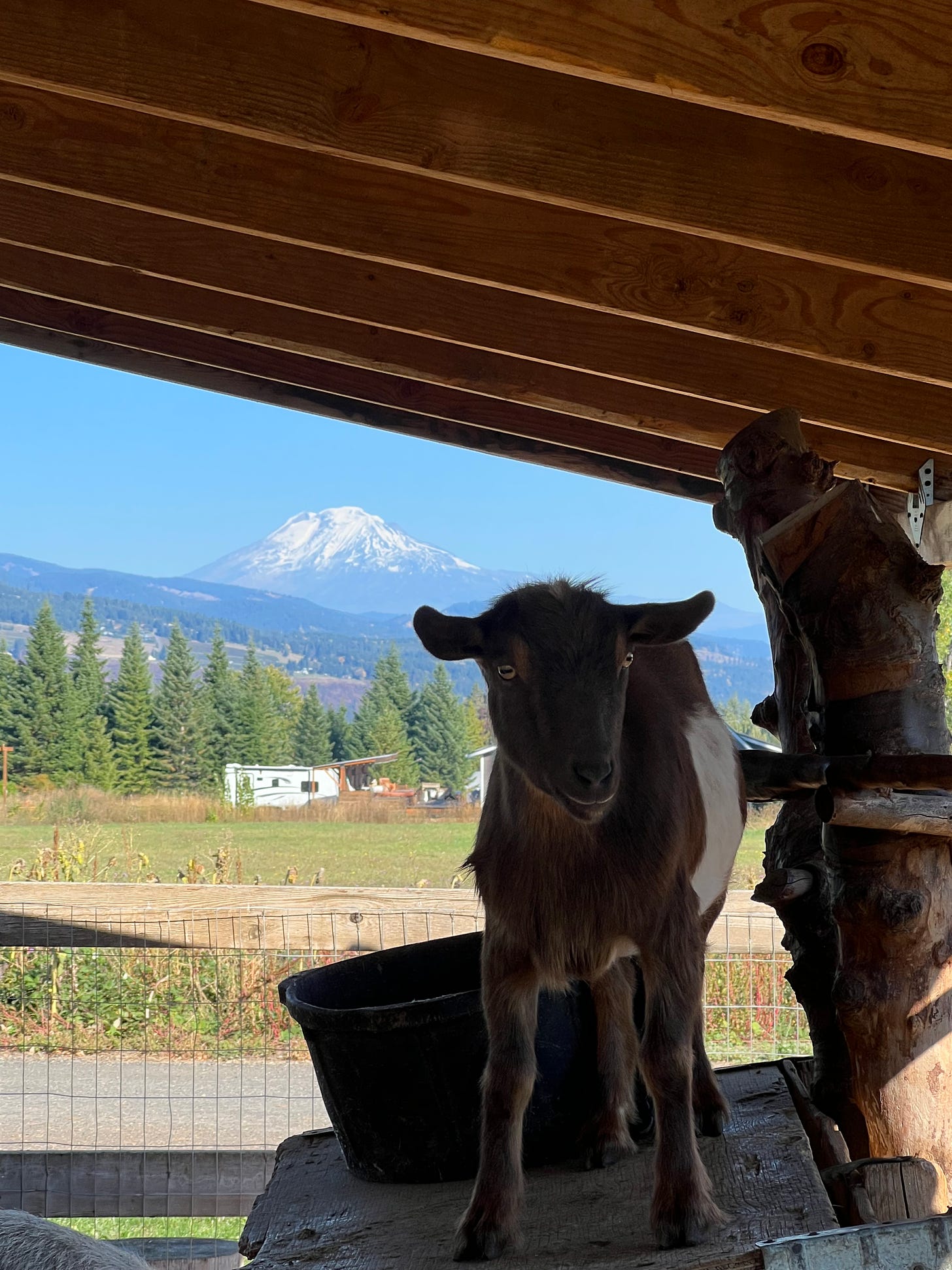A goat and Mt Adams