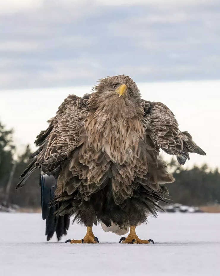 un pigargo europeo, un águila de gran tamaño, con las plumas alborotadas