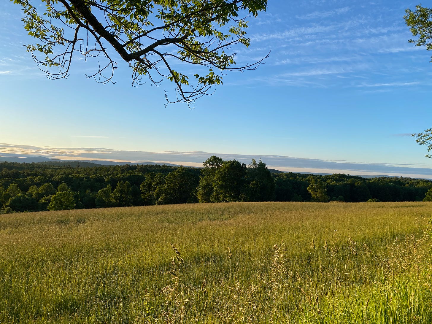 A golden hayfield just after sunrise. The sky is blue, with pink and purple clouds on the horizon, above a dark green treeline.