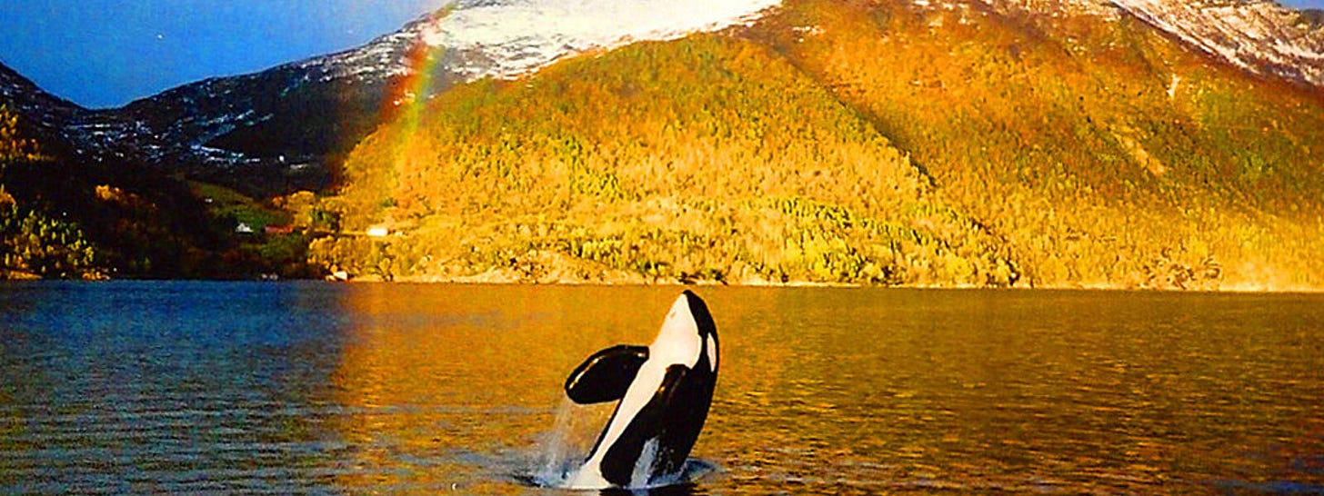 Keiko swimming free in Norway.  Photo Credit: Mark Berman/IMMP