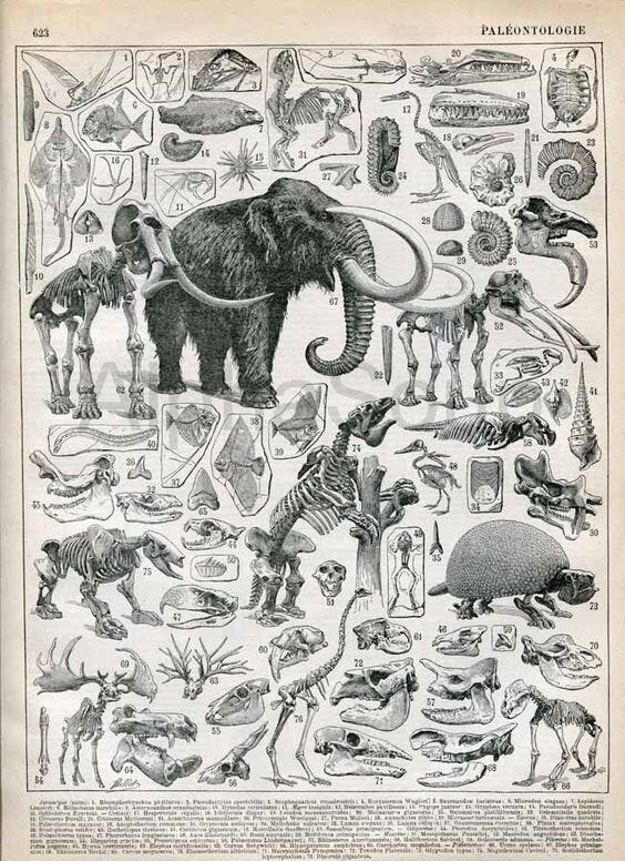 Black and white engraving from a 1898-1904 French Encyclopedia. Source: pinterest