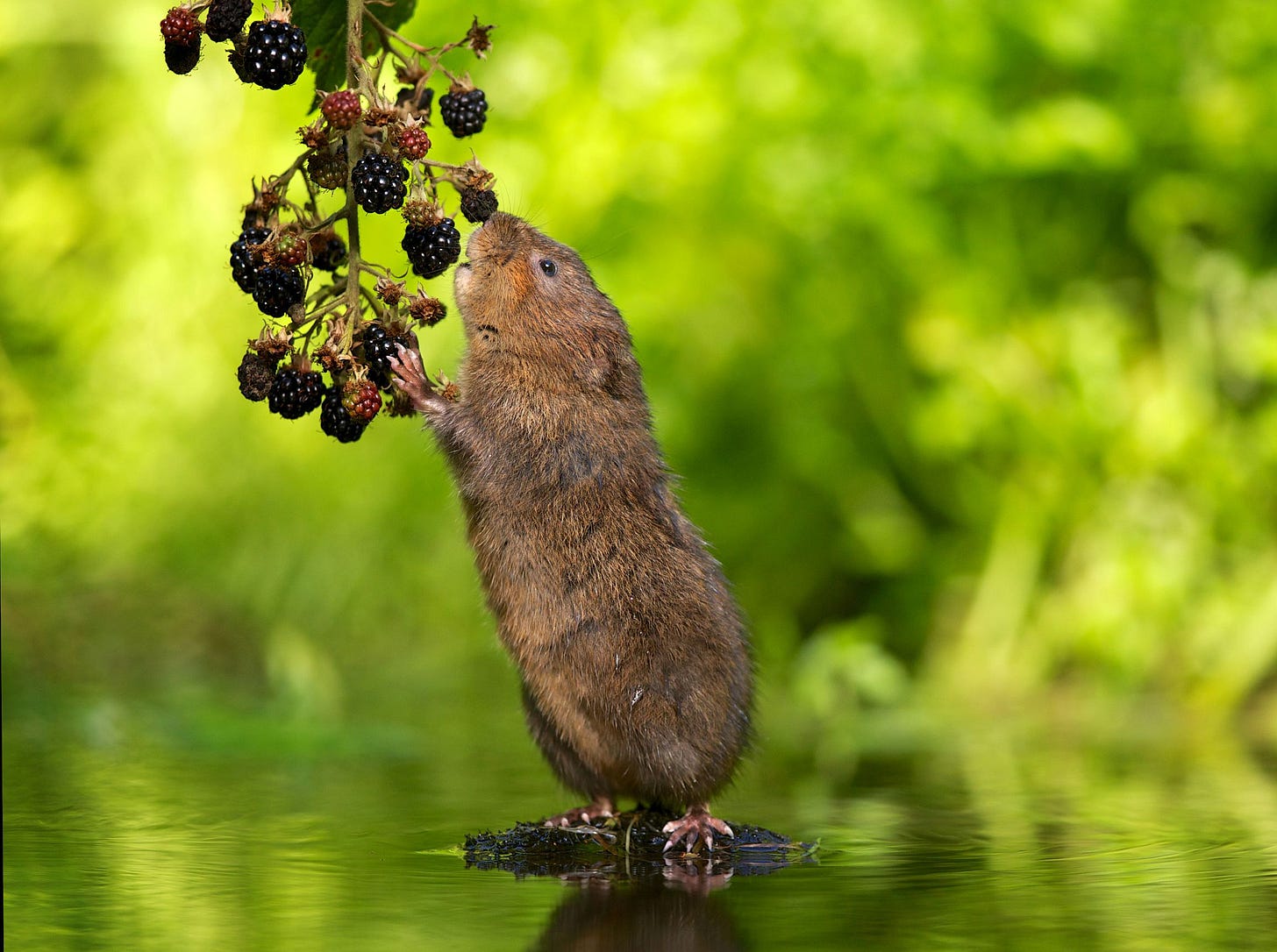 Water vole eating blackberry