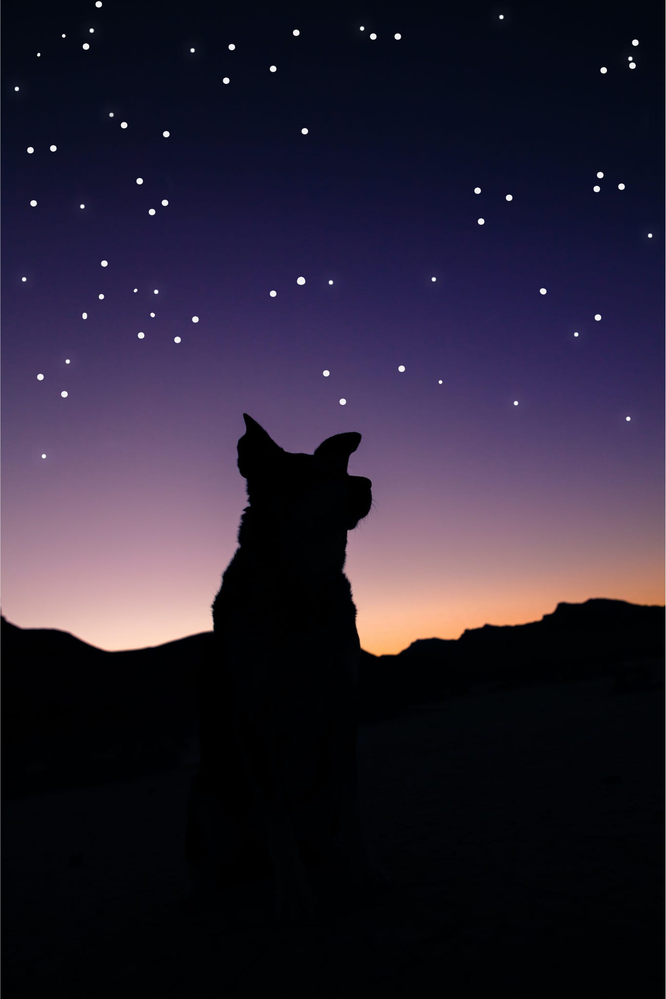 A photo of the black silhouette of a dog standing against a dark sky. The rugged terrain is silhouetted in the background by a fading purple sunset. White dots of stars are scattered across the sky.