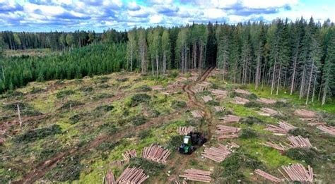 Clear Cut Forest