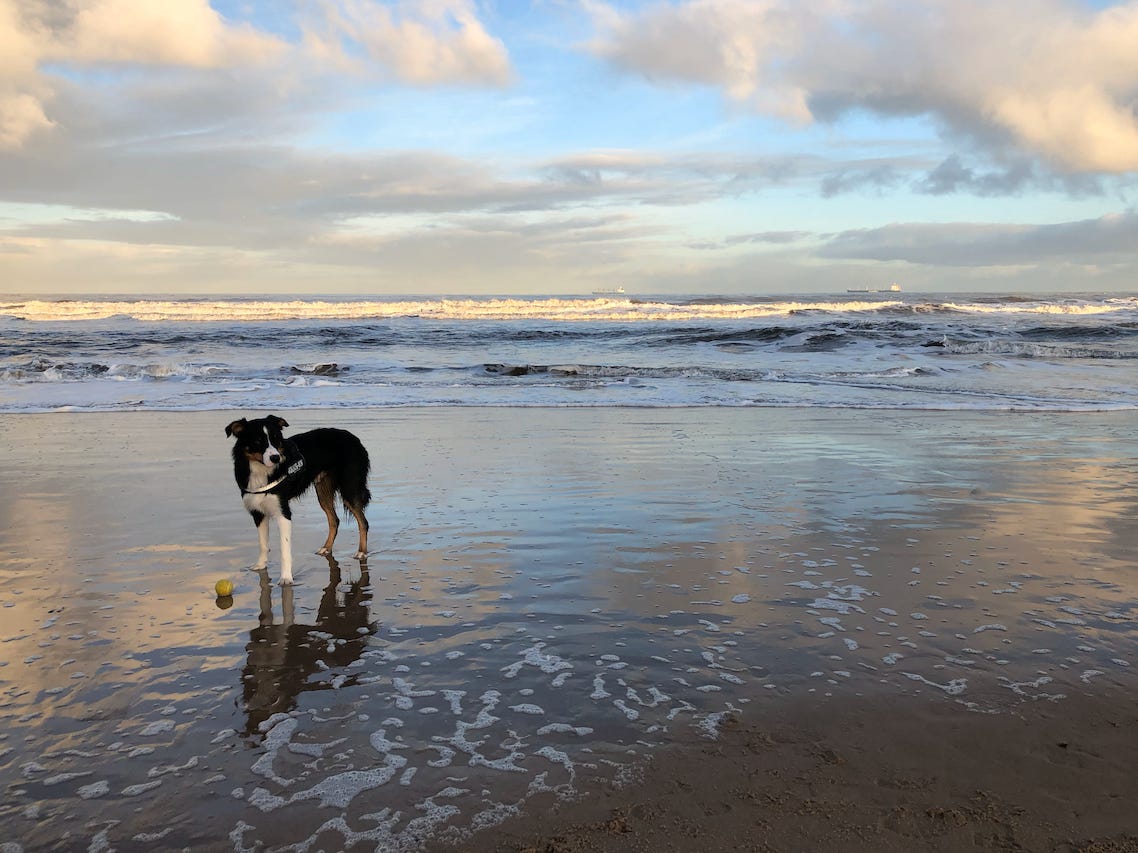 Photo by Author — a random dog on the beach