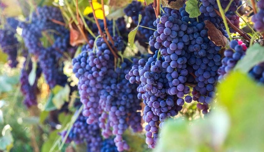 Bountiful Fruit World Crop of Organic Thomcord Grapes to Harvest Soon -  American Vineyard Magazine