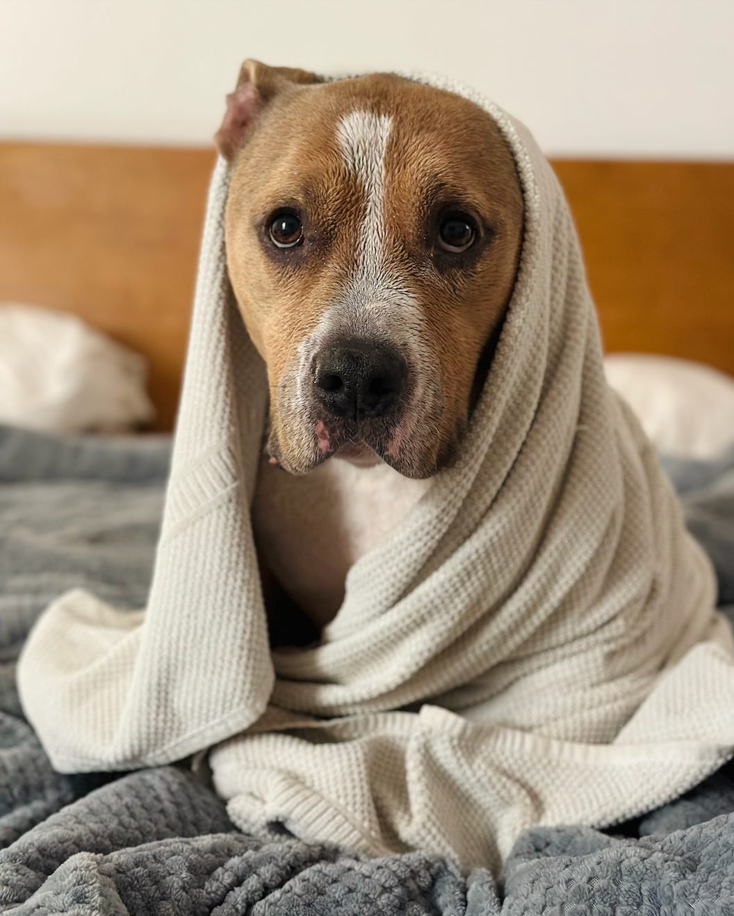 Elvis wet and wrapped in a towel while sitting on a bed