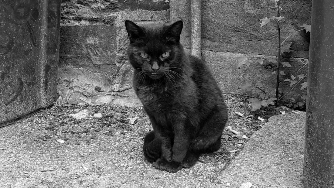 Close up of a black cat staring directly into the cameraperson's soul