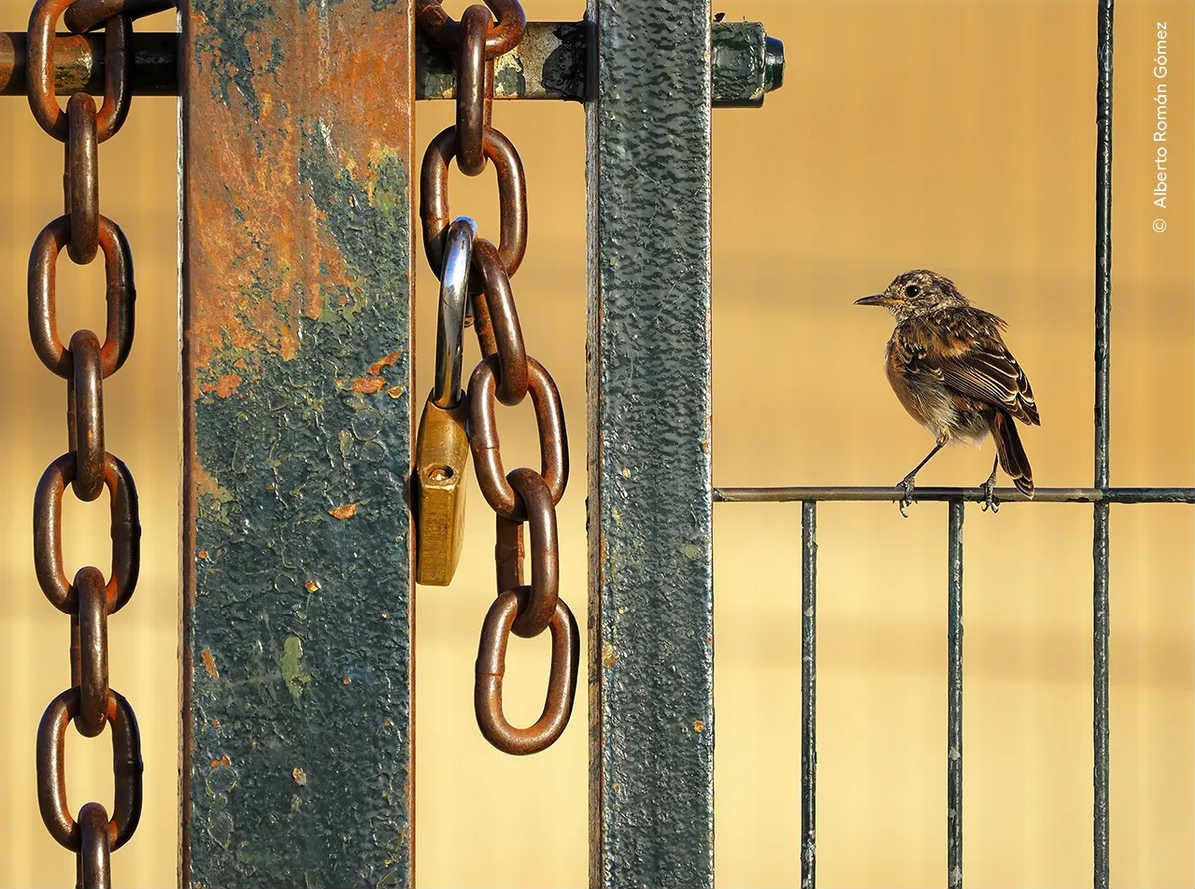 un pájaro de colores pardos apoyado en una vaya de metal y al lado de unas cadenas