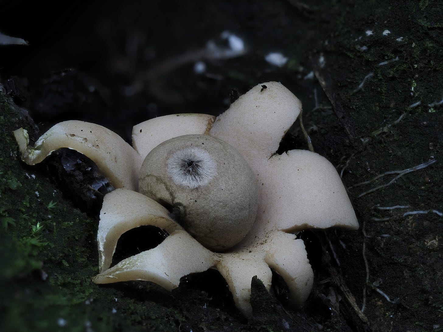 earthstar mushroom