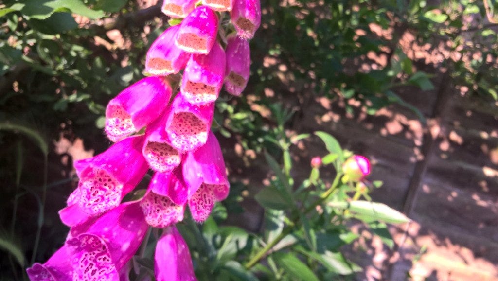 Close up of speckled pink-purple foxglove bells in a garden