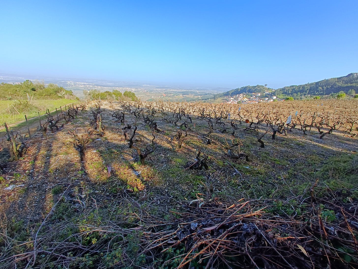 The 80 year Vital vineyard high up on the slopes of Montejunto which provides the fruit for Casal Figueira's António bottling. Photo (C) Simon J Woolf