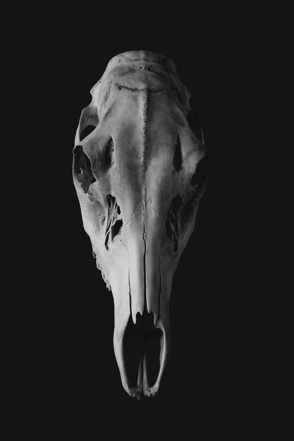 White boar skull on a black background
