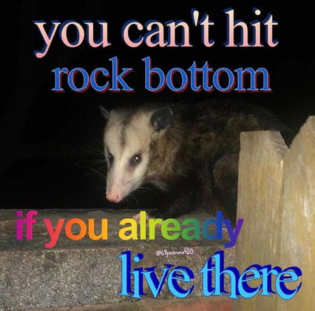 Best Funny possum Memes - 9GAG