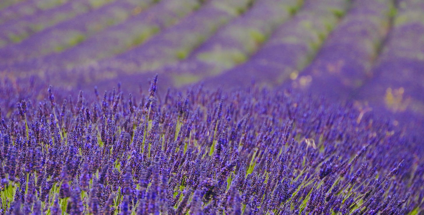Rows of lavender plants 