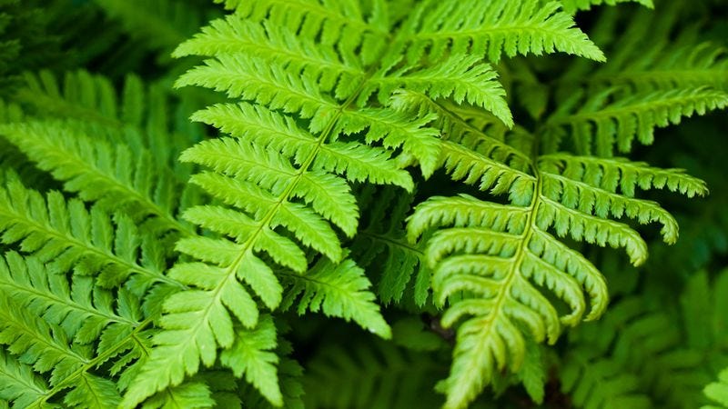 Fern - Spore, Rhizome, Frond | Britannica