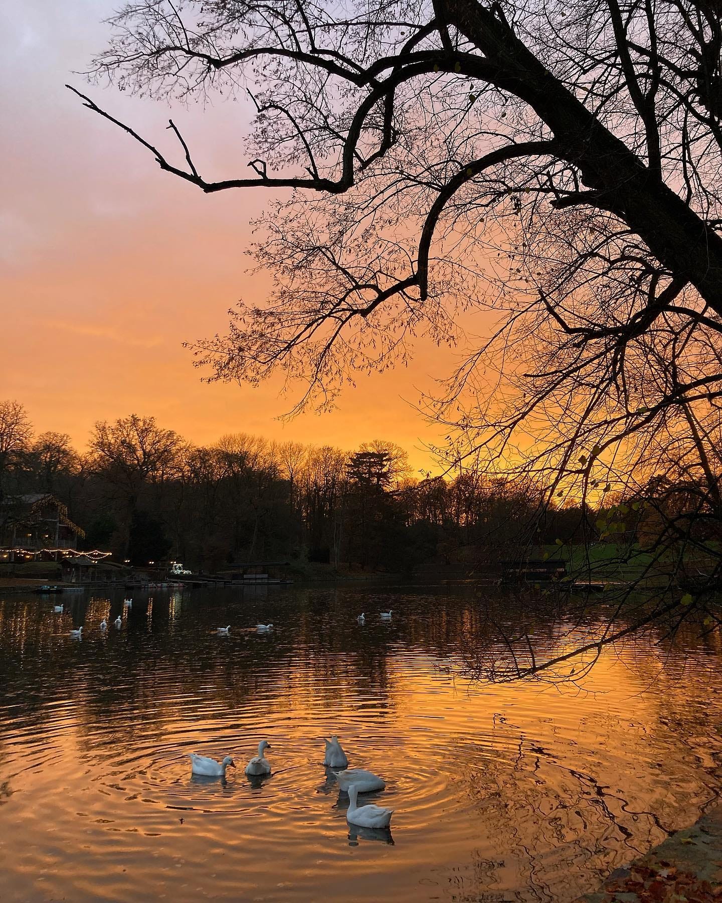 swans swimming on a lake at sunset