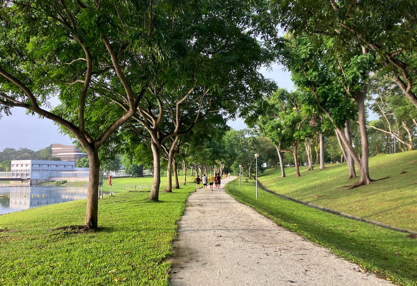 Trees shade the path with coarse grass by either side