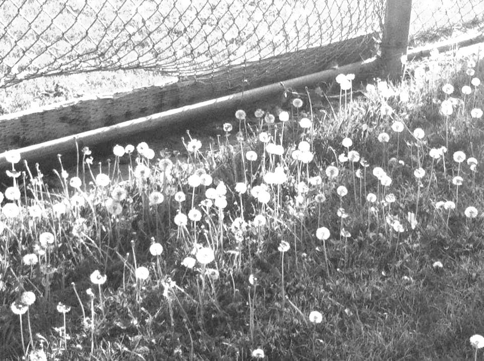 A black and white photo of wildflowers