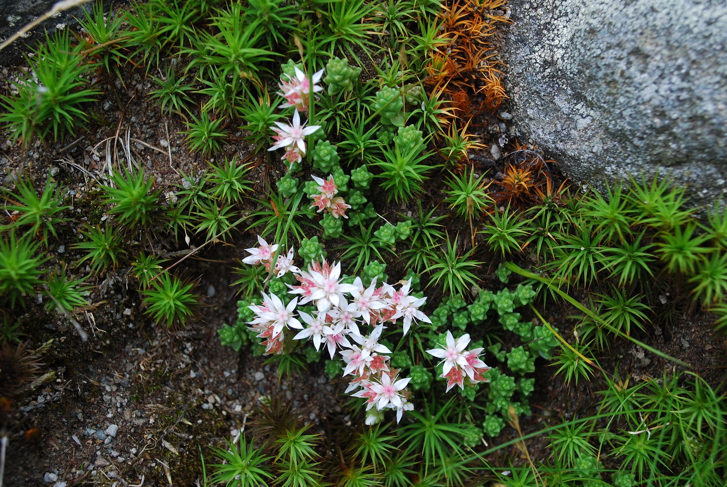 starry saxifrage