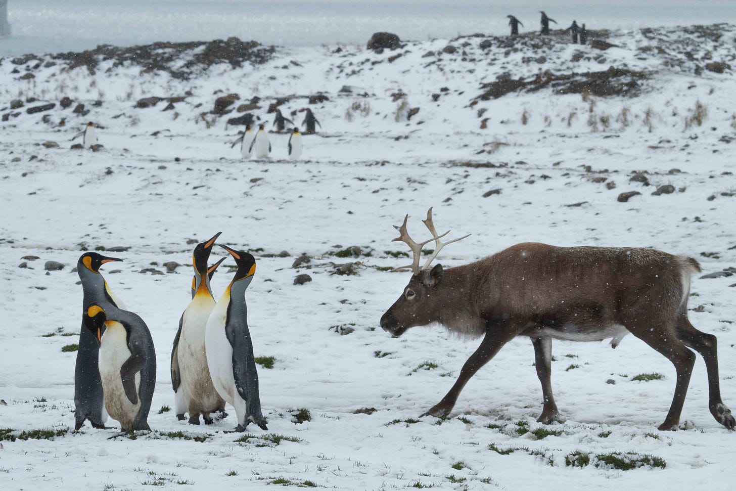 A snowy landscape. In the foreground a group of four penguins stands on the left, a reindeer on the right