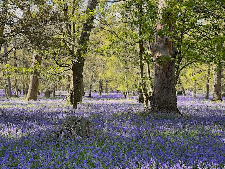 Photo by Author — Bluebells (Hyacinthoides non-scripta) in my local wood