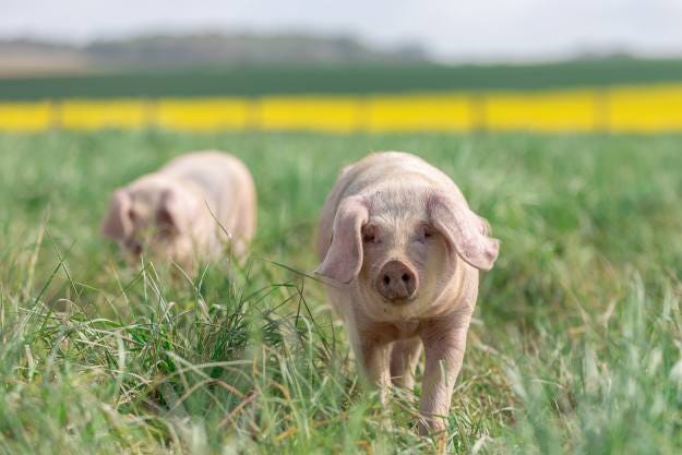 An organic pig farm in France