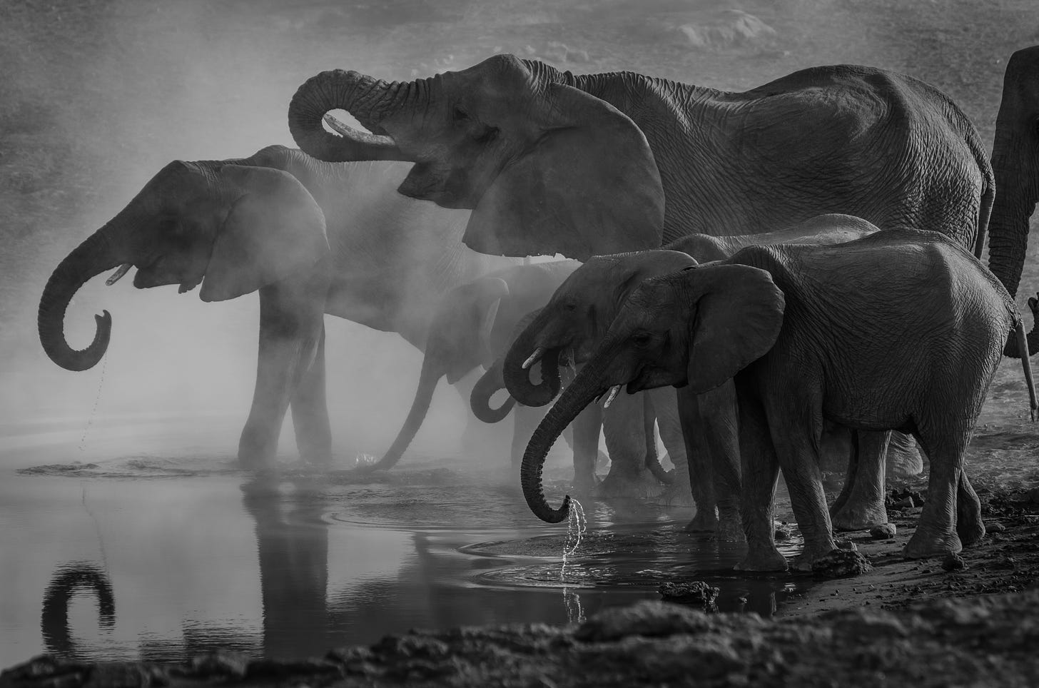 Imagem: Uma família de elefantes se banhando em meio à neblina