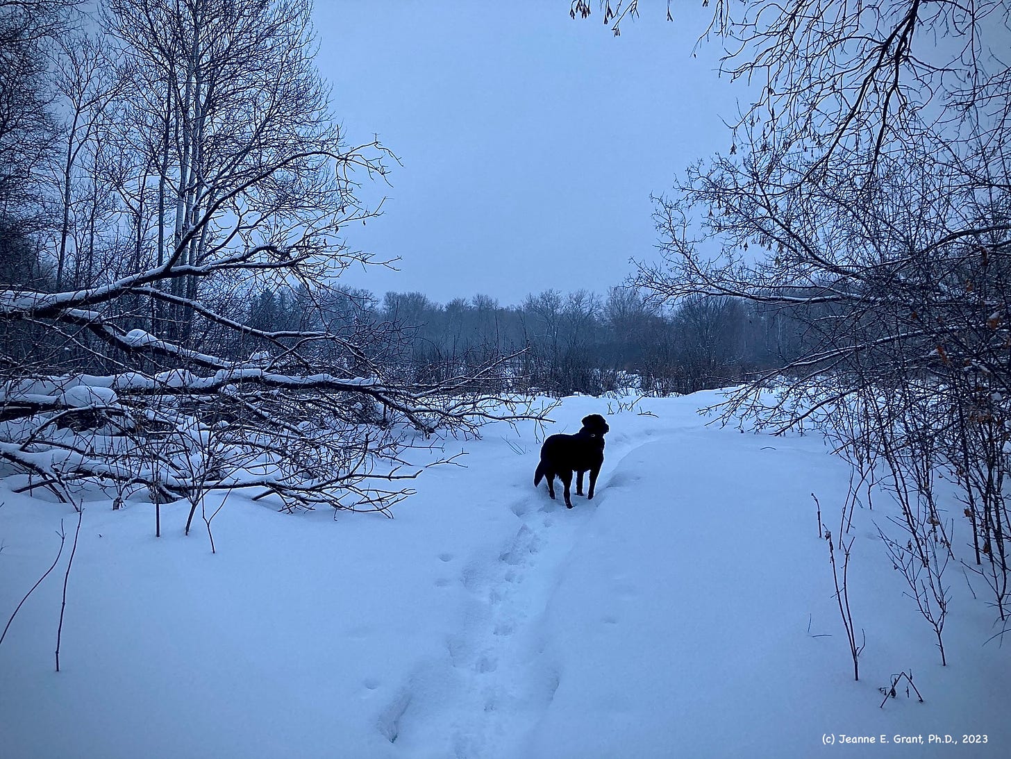 Ande the black lab stands in the middle of the trail in the middle of a clearing, though a fallen tree lays to her left. Snow covers everything.