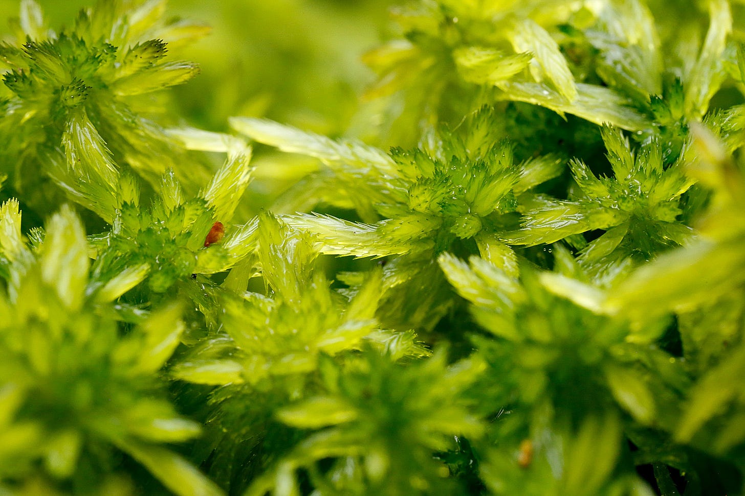 Macro image of vibrant green Sphagnum fallax in a wet flush