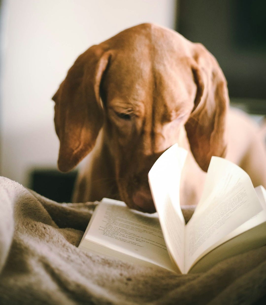 dog reading book during daytime dog reading book during daytime