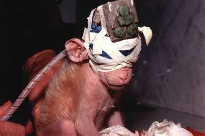 Last Chance for Animals - Vivisection/Animal Research