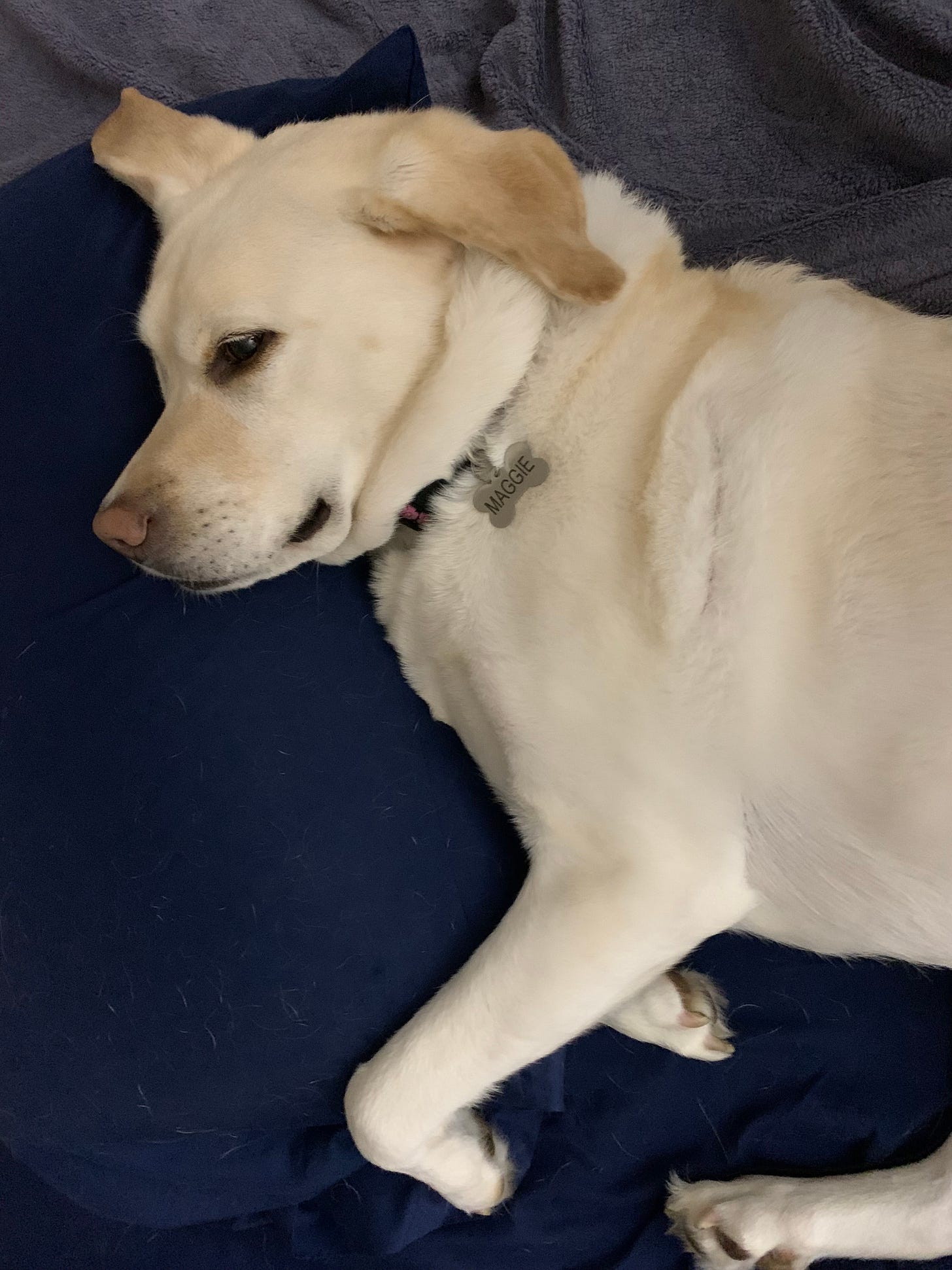 A yellow Labrador retriever lounges on a bed with her head on a pillow. 