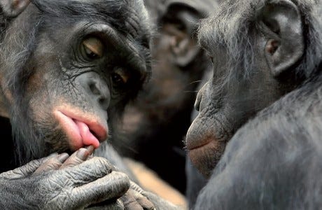 Bonobo Bliss | Natural History Magazine