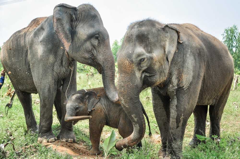 Wildlife Friends Foundation Thailand – World Branding Awards