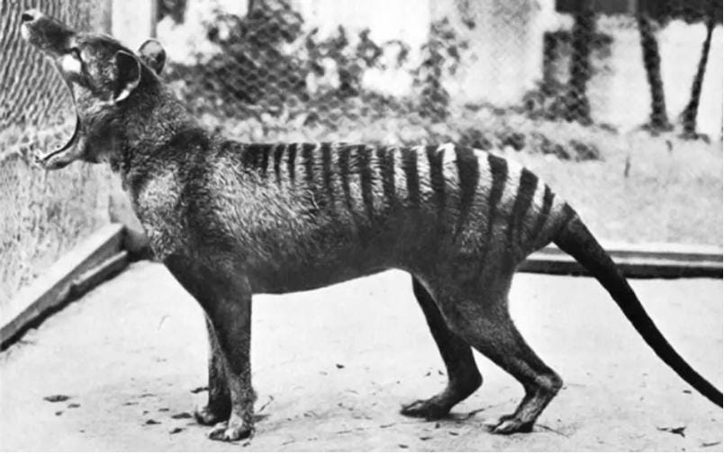 The shared evolution of the Tasmanian tiger and the wolf | Pursuit by The  University of Melbourne