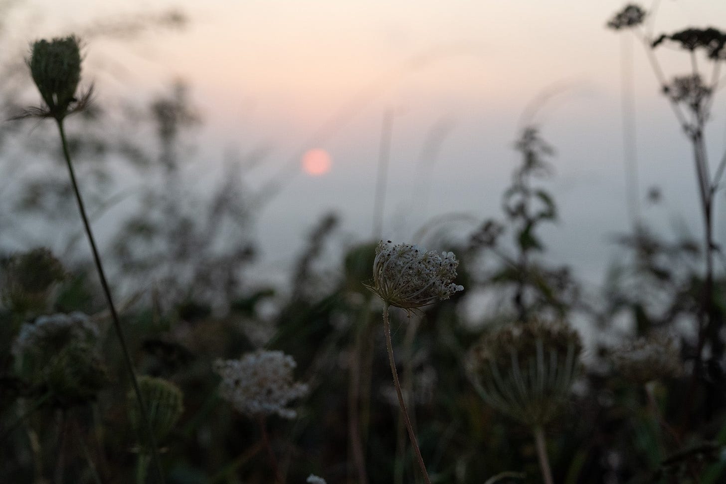 queen anne's lace at sunrise on the cliff path robin hoods bay