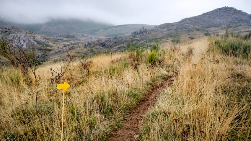 Sendero entre hierbas altas y flecha indicadora en el Camino del Salvador