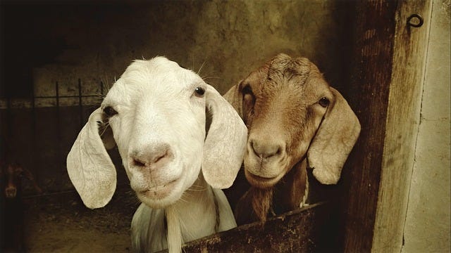 Free Goat Animal photo and picture