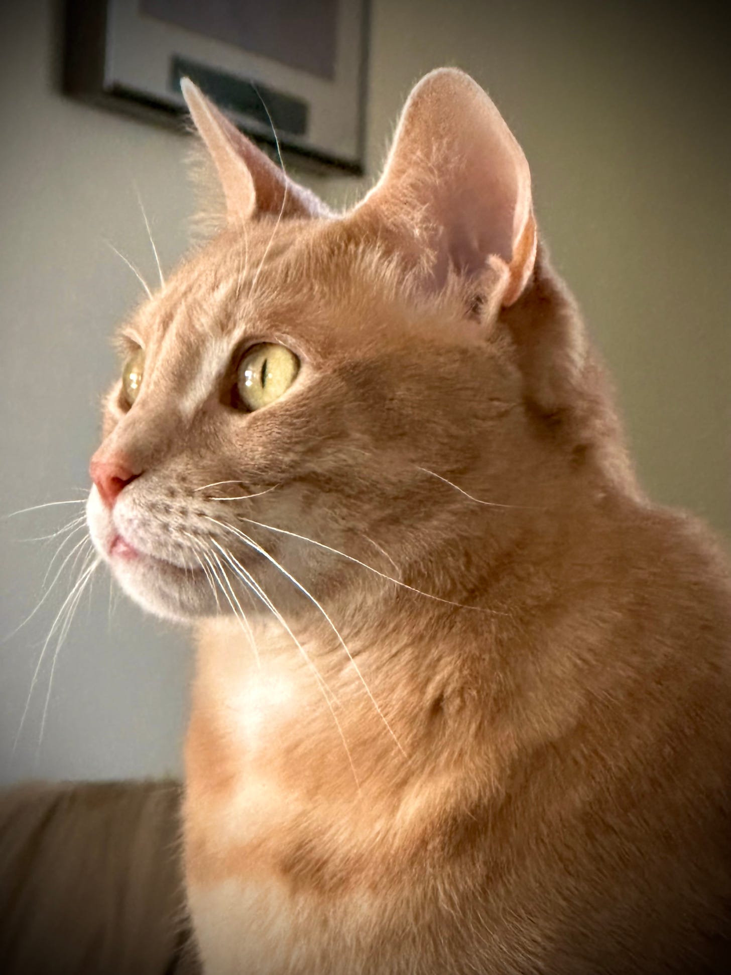 Close up of a ginger cat with golden eyes