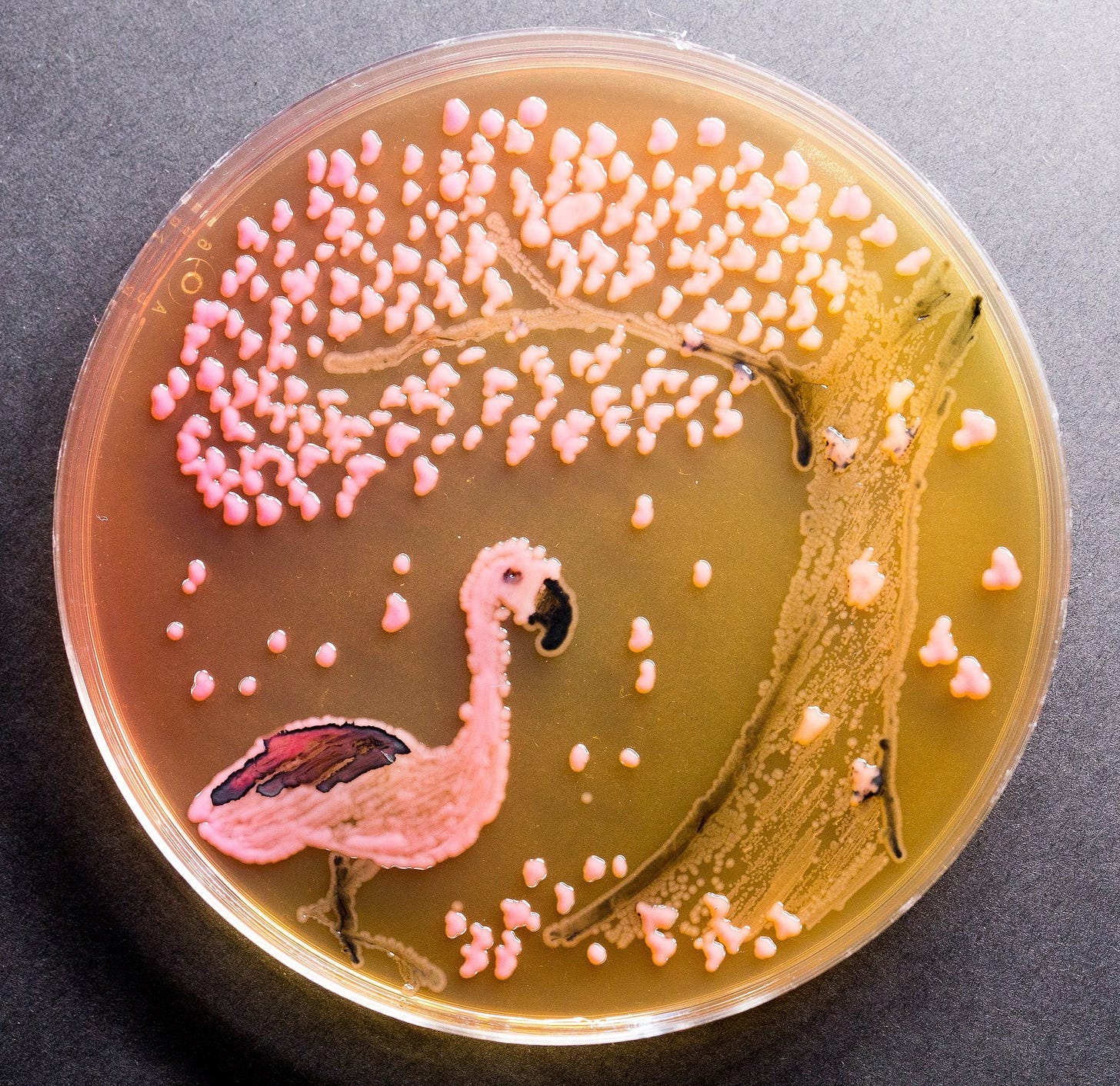 Winners of the 2016 agar art competition – in pictures | Art competitions