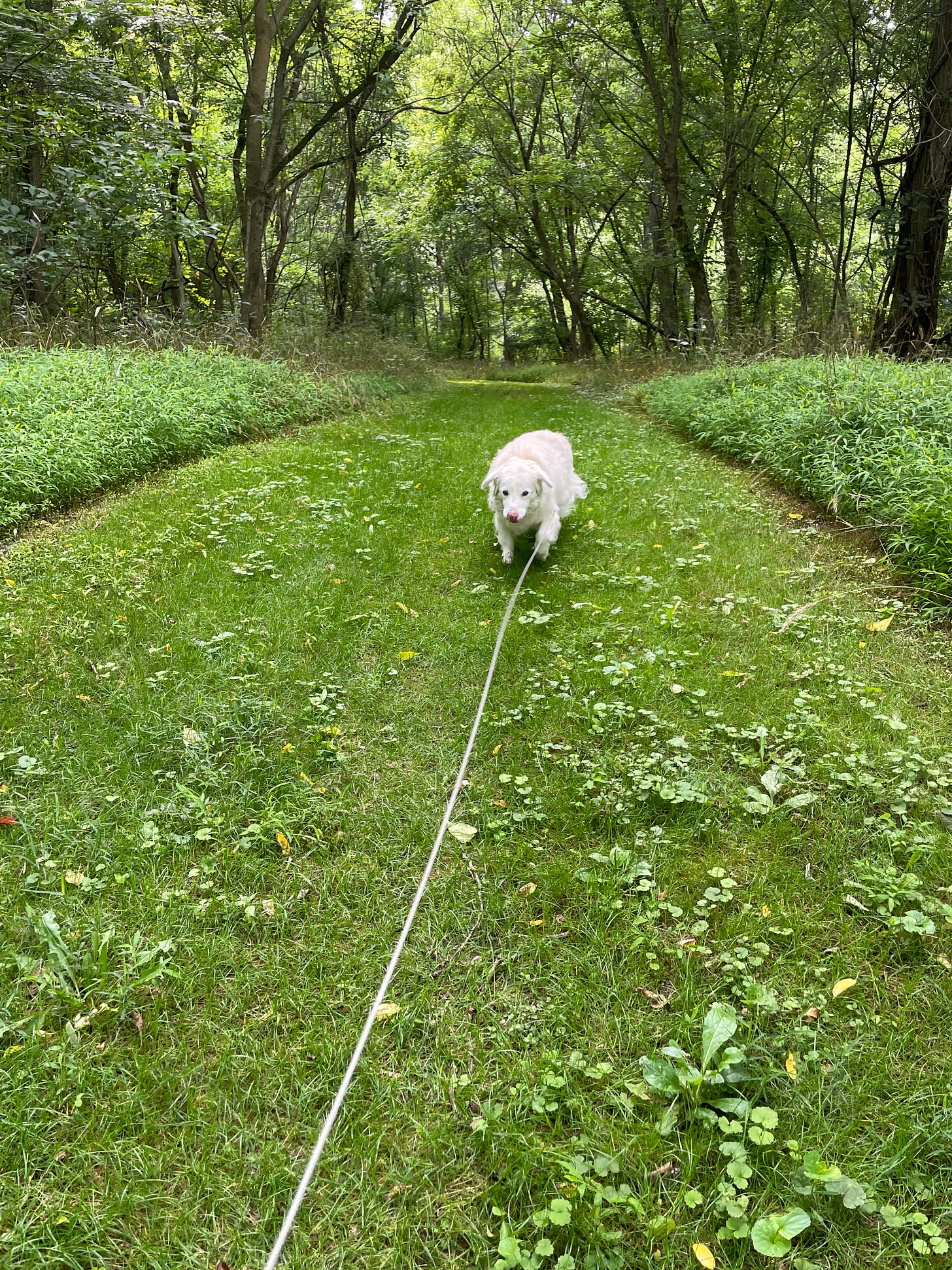 A white dog walking on a flat, clear, green forest trail.