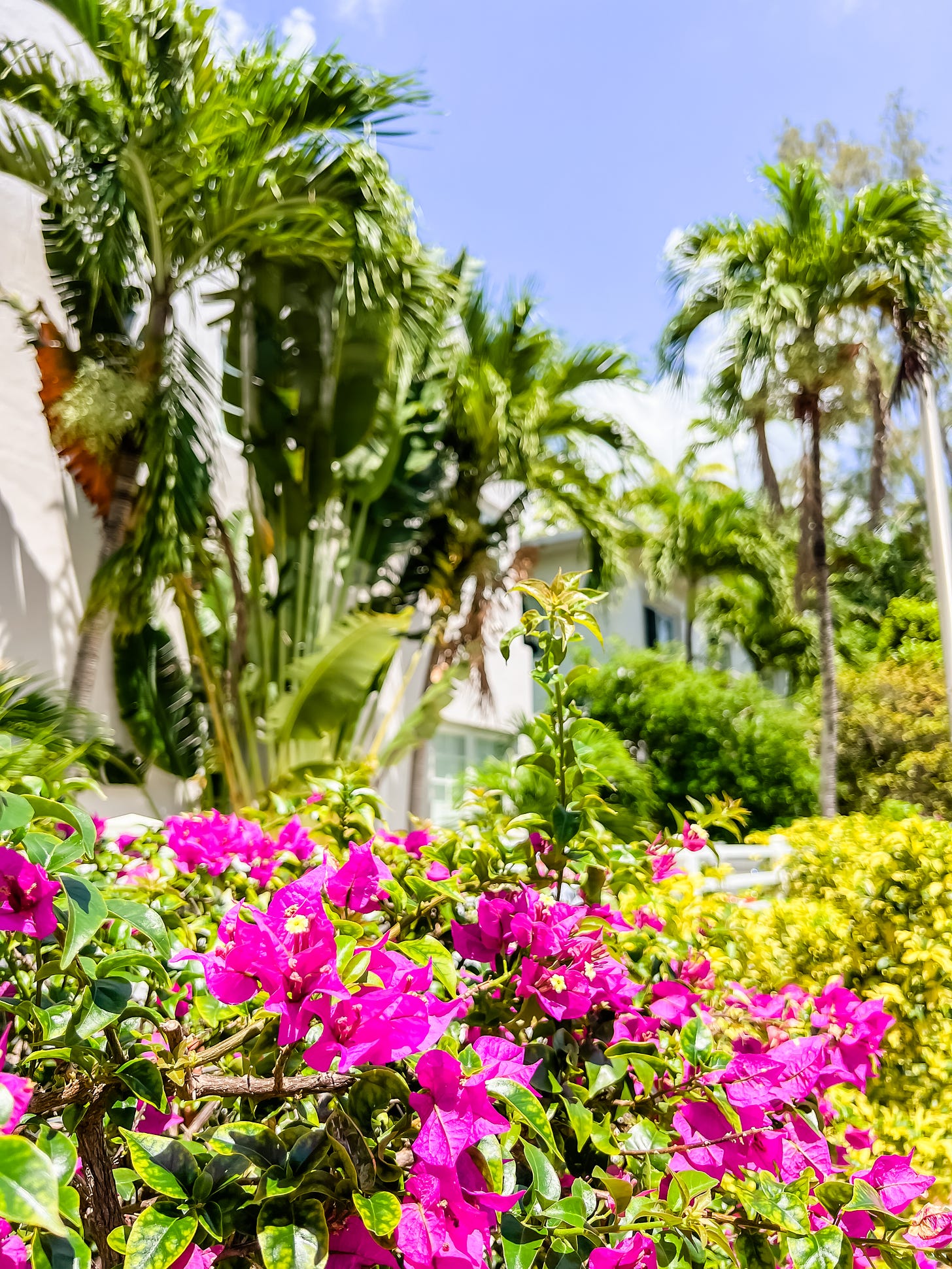Close-up of magenta flowers in a bush lining a white apartment building with two-story palm trees in the background and a bright sunny day.