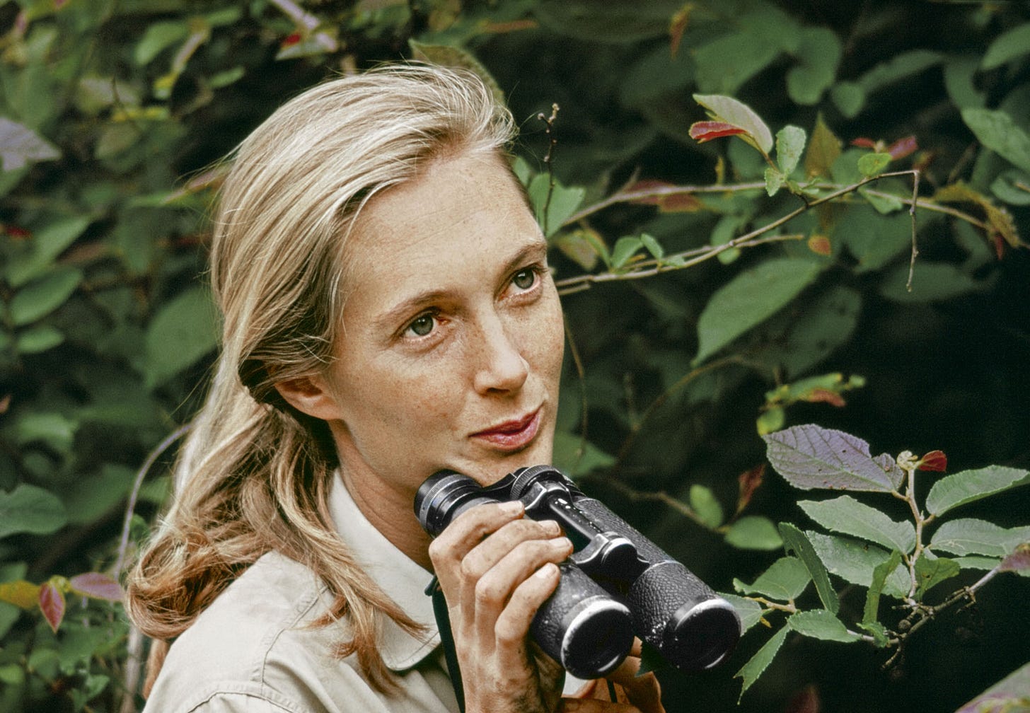 How Jane Goodall Changed What We Know About Chimps