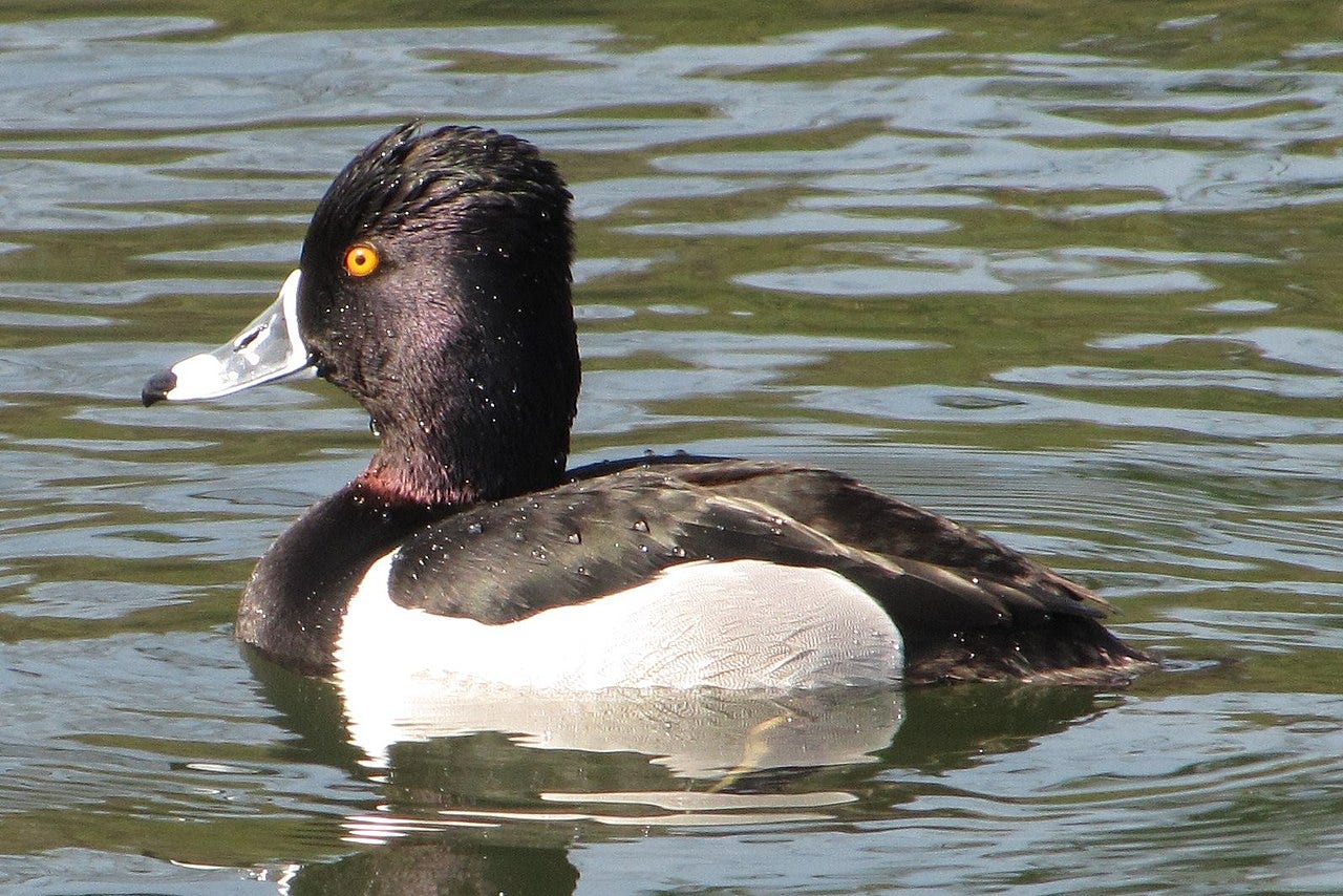 male ring-necked duck