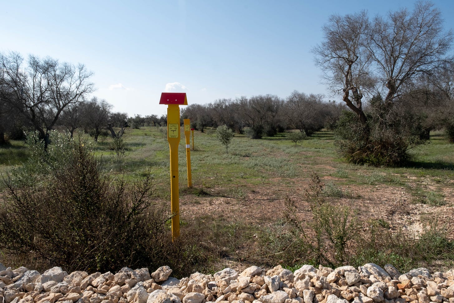 Three metal yellow and red poles make a line through a field of tall, leafless trees, olive trees, low bushes, and overgrown grass. The sky is a grey-blue and a white rock, hand built fence borders the front of the field.