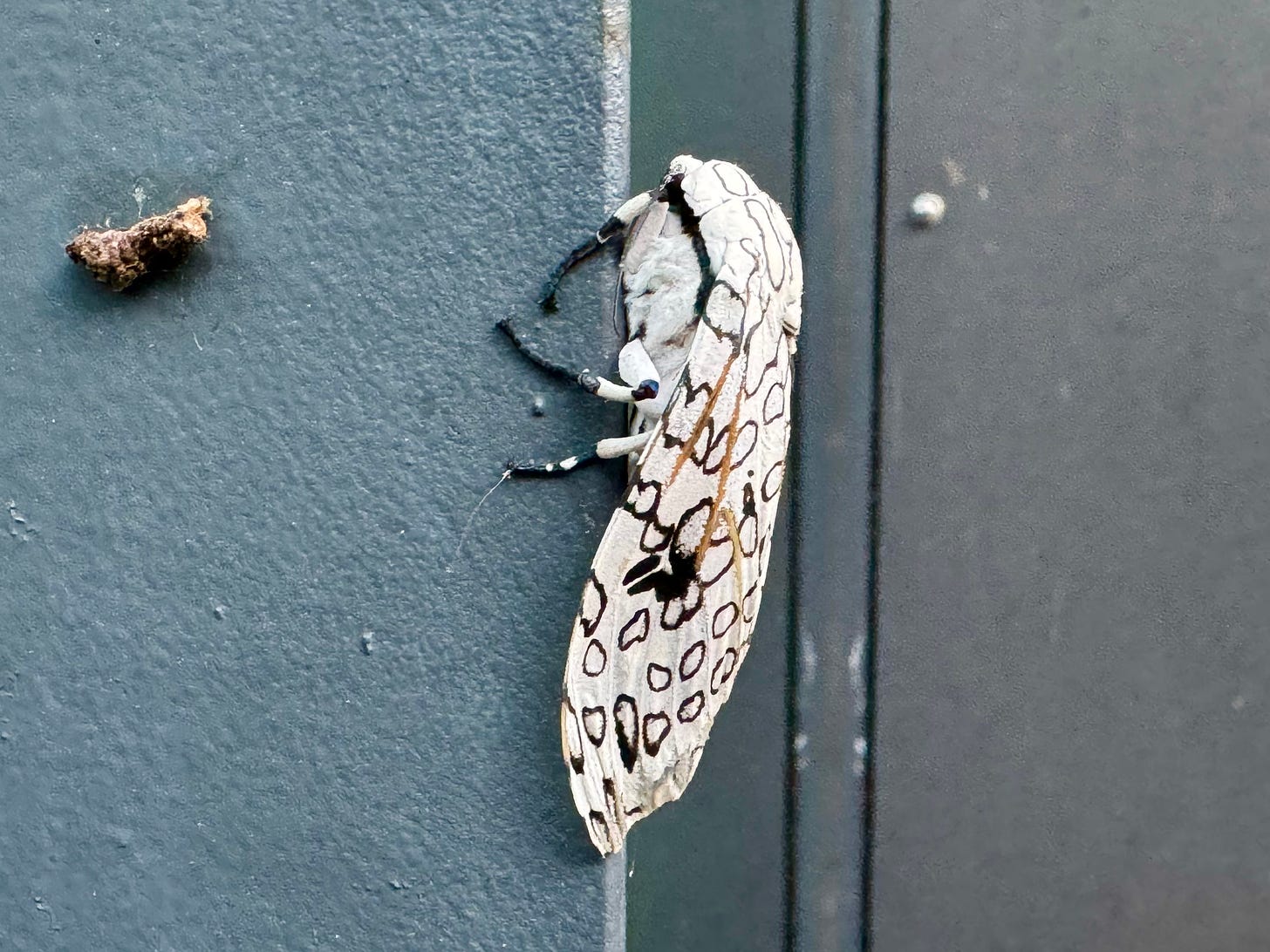 Giant leopard moth on door frame